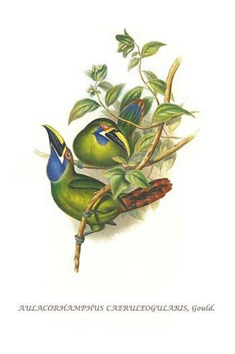 Blue Throated Toucanet by John Gould