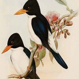 Blue & White Kingfisher by John Gould