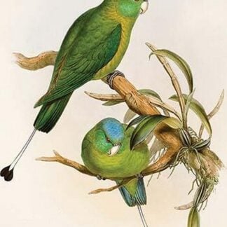 Blue Winged Racquet-Tail by John Gould