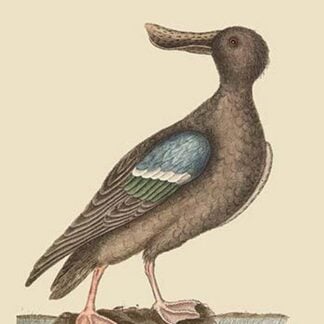 Blue Winged Shoveler by Mark Catesby