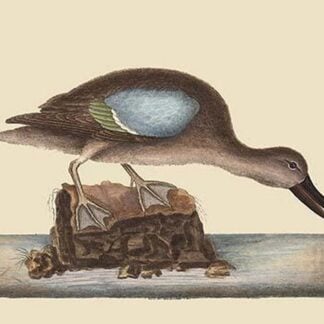 Blue Winged Teal by Mark Catesby