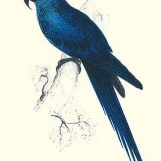 Blue & Yellow Macaw - Ara Ararauna by Edward Lear