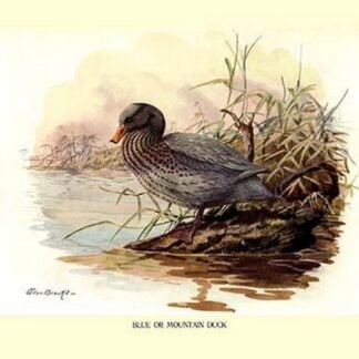 Blue or Mountain Duck by Allan Brooks
