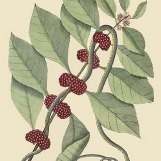 Bluish Green Snake by Mark Catesby