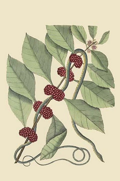 Bluish Green Snake by Mark Catesby