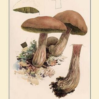 Boletus Edulis by W. Hamilton Gibson