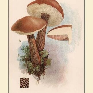 Boletus Scaber by W. Hamilton Gibson