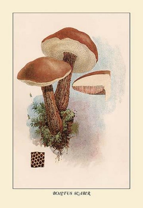 Boletus Scaber by W. Hamilton Gibson