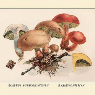 Boletus Subtomentosus and Boletus Chrysenteron by W. Hamilton Gibson