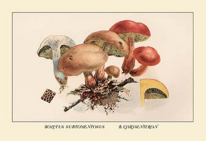 Boletus Subtomentosus and Boletus Chrysenteron by W. Hamilton Gibson