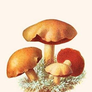 Boletus The King Of Mushrooms By Edmund Michael