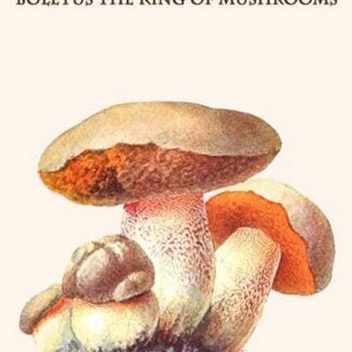 Boletus The King Of Mushrooms By Edmund Michael