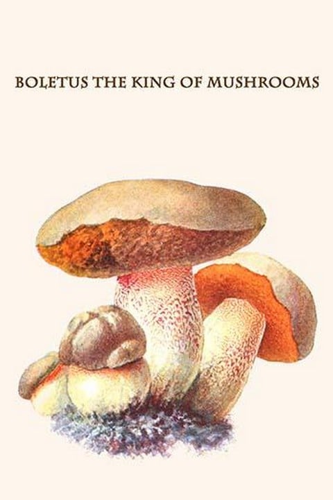 Boletus The King Of Mushrooms By Edmund Michael