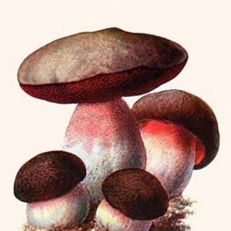 Boletus The King Of Mushrooms By Edmund Michael