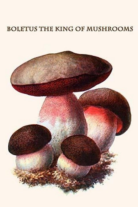 Boletus The King Of Mushrooms By Edmund Michael