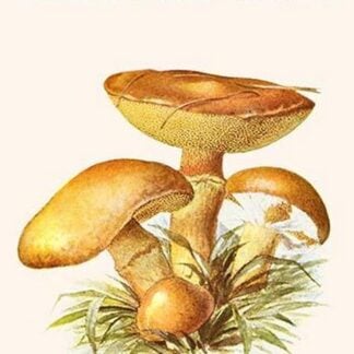 Boletus The King Of Mushrooms By Edmund Michael