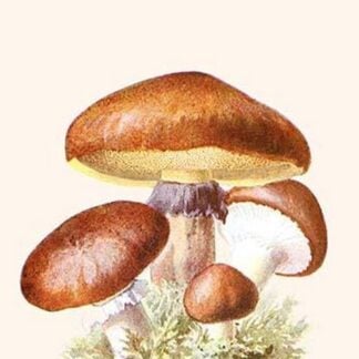 Boletus The King Of Mushrooms By Edmund Michael
