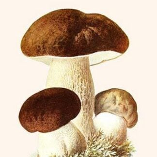 Boletus The King Of Mushrooms By Edmund Michael