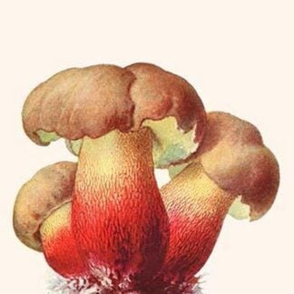 Boletus The King Of Mushrooms By Edmund Michael