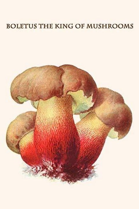 Boletus The King Of Mushrooms By Edmund Michael