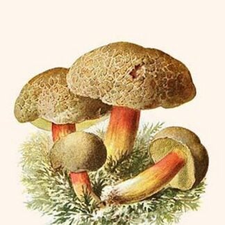 Boletus The King Of Mushrooms By Edmund Michael
