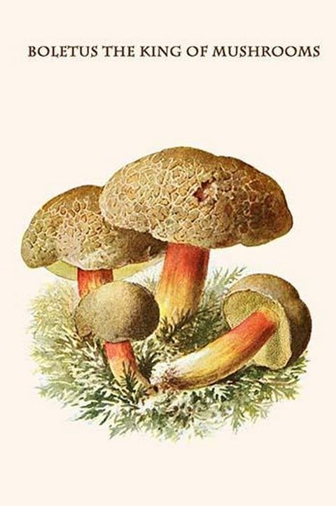 Boletus The King Of Mushrooms By Edmund Michael