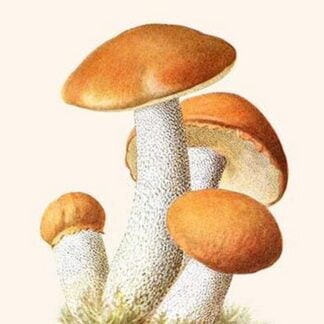 Boletus The King Of Mushrooms By Edmund Michael