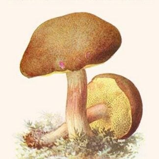 Boletus The King Of Mushrooms By Edmund Michael