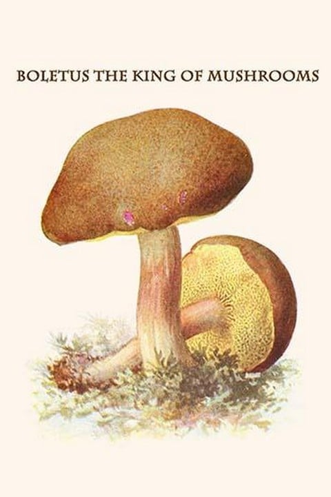 Boletus The King Of Mushrooms By Edmund Michael