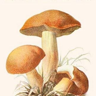 Boletus The King Of Mushrooms By Edmund Michael