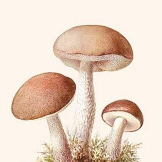 Boletus The King Of Mushrooms By Edmund Michael