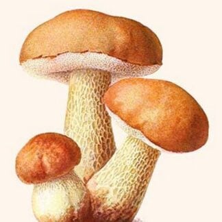Boletus The King Of Mushrooms By Edmund Michael