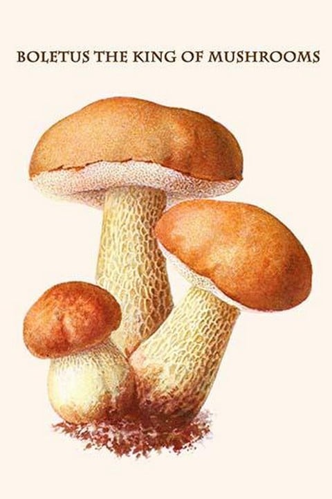 Boletus The King Of Mushrooms By Edmund Michael