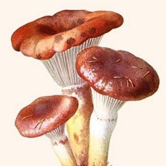 Boletus The King Of Mushrooms By Edmund Michael