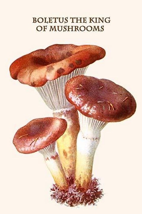 Boletus The King Of Mushrooms By Edmund Michael