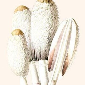 Boletus The King Of Mushrooms By Edmund Michael