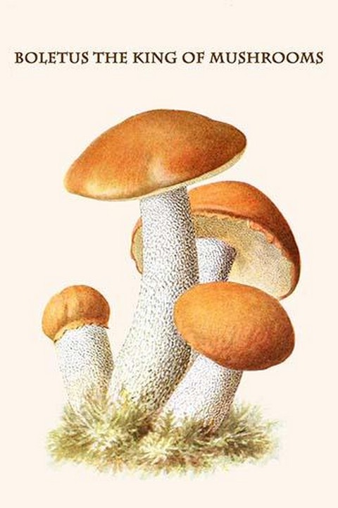 Boletus The King Of Mushrooms By Edmund Michael