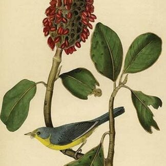 Bonaparte's Flycatching Warbler by John James Audubon