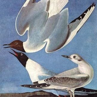 Bonapartes Gull by John James Audubon