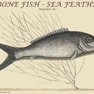 Bone Fish - Sea Feather by Mark Catesby