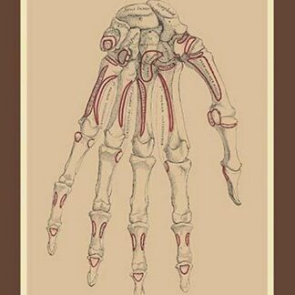 Bones of the Lower Row