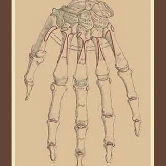 Bones of the Upper Row
