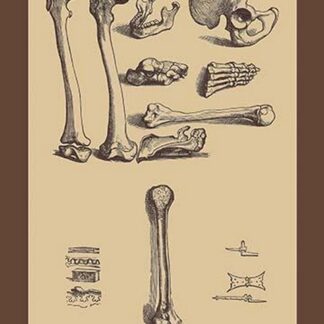 Bones with Tools by Andreas Vesalius