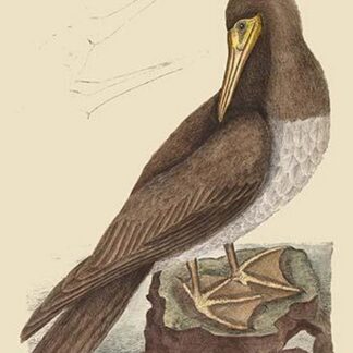 Booby by Mark Catesby