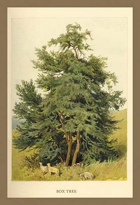 Box Tree by W.H.J. Boot - Art Print