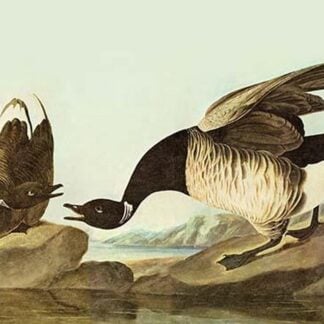 Brant by John James Audubon