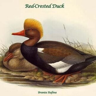 Branta Rufina - Red-Crested Duck by John Gould