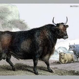 British Kyloe by John Stewart