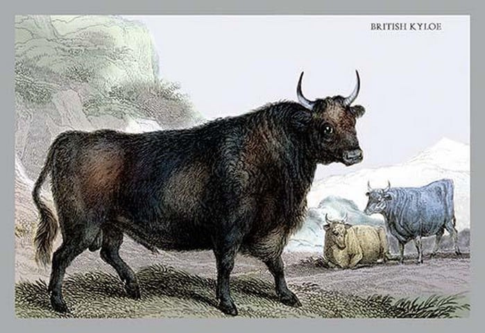 British Kyloe by John Stewart