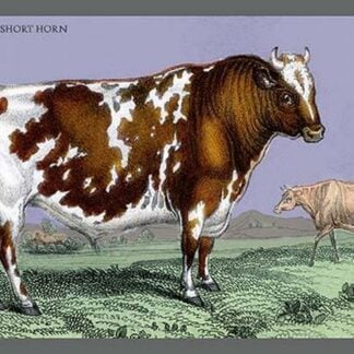 British Short Horn by John Stewart